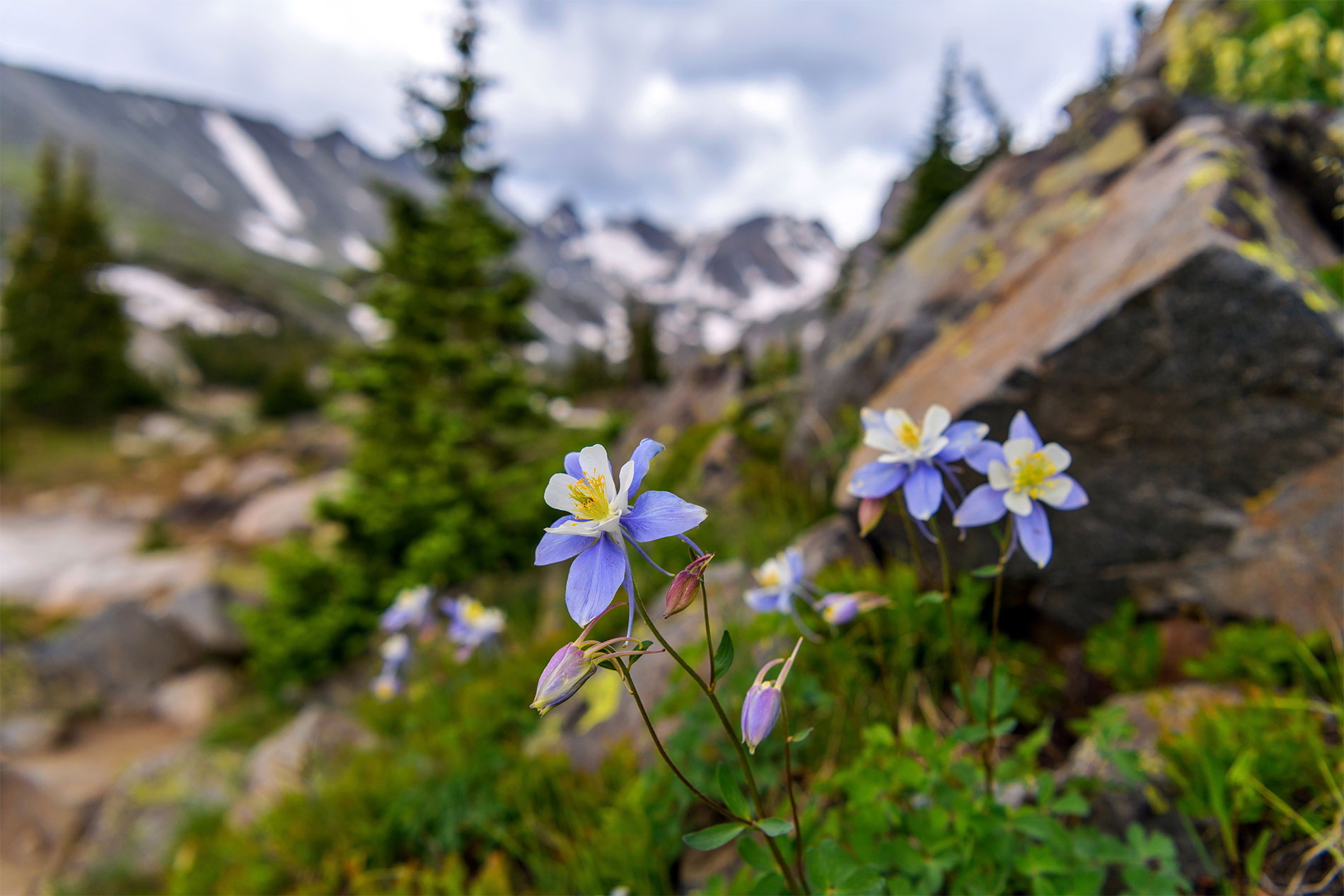 Colorado Blue Columbine